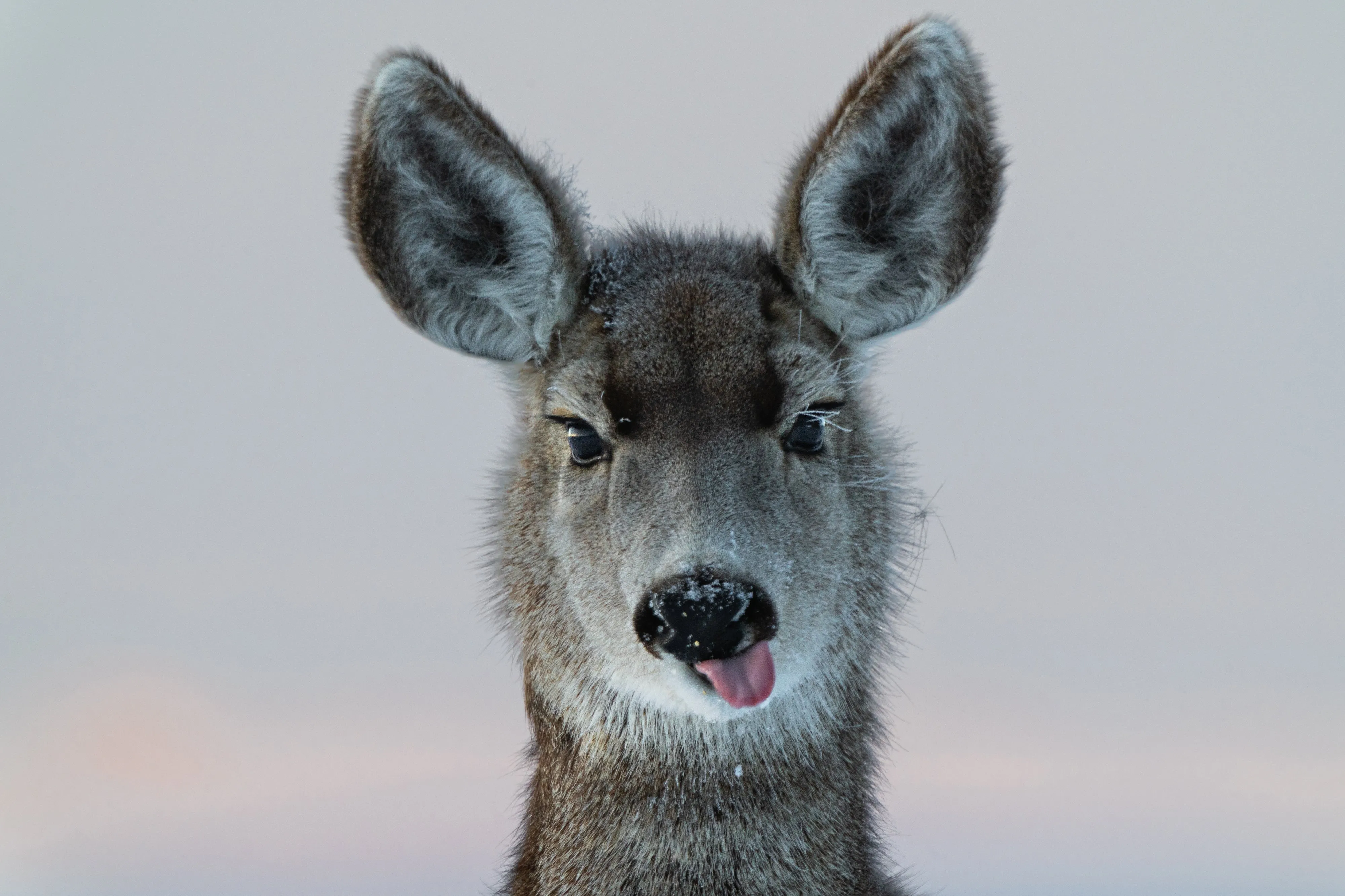 Deer Funny  Wall Art