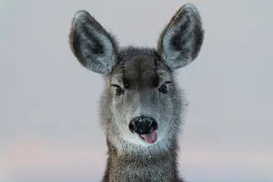 Deer Funny  Wall Art